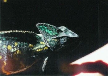 Chameleóni - krasavci mezi ještěry