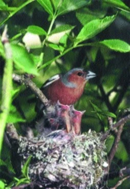 Jak uvykat pěnkavovité (Fringillidae)