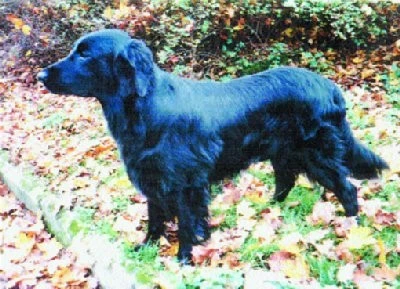 Flat coated retriever
