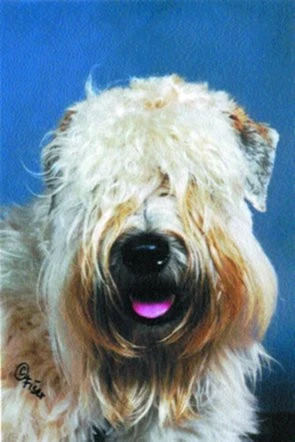 Irský soft coated wheaten teriér