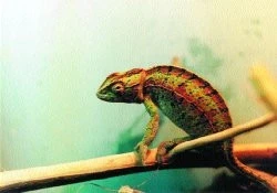 Chameleóni - krasavci mezi ještěry