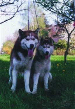 Sibiřský husky - Siberian husky