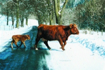 Highland