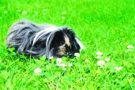 Morče (Cavia porcellus)