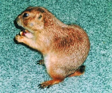 Psoun prériový