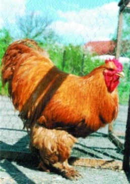 Kočinka