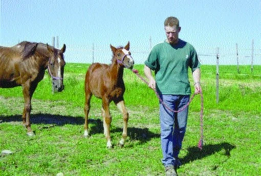 Komunikace s koněm - ohlávka