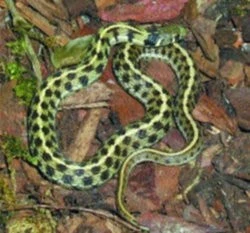 Užovky rodu Thamnophis a jejich chov