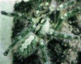 Poecilotheria ornata