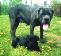 Cane Corso Italiano