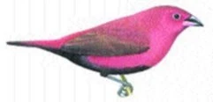 Amaranti rodu Lagonosticta
