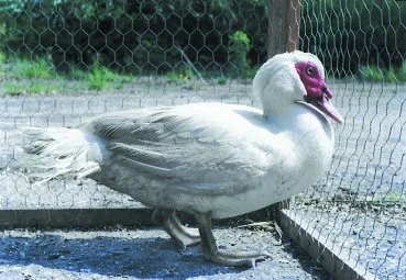 Kachna pižmová