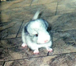 Barevné činčily