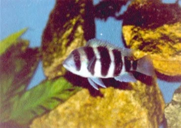 Tlamovec čelnatý
