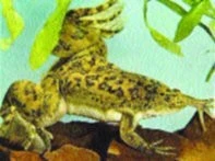 Chov obojživelníků: Xenopus laevis - Drápatka vodní