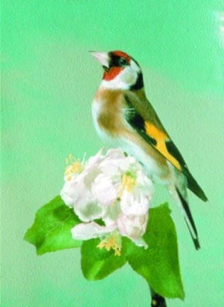 Stehlík obecný - Carduelis carduelis Linaeus: 1. díl