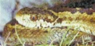 Vipera ursinii - zmije stepní: 2.díl