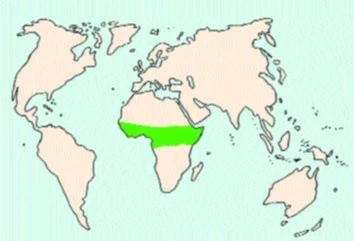 Chameleon štíhlý