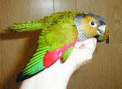 Pyrura černohlavý - Pyrrhura rupicola