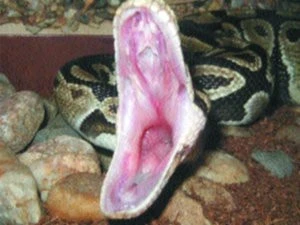 Odmítání potravy u Python regius (Krajty královské)