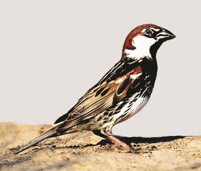 Vrabec pokřovní – samec