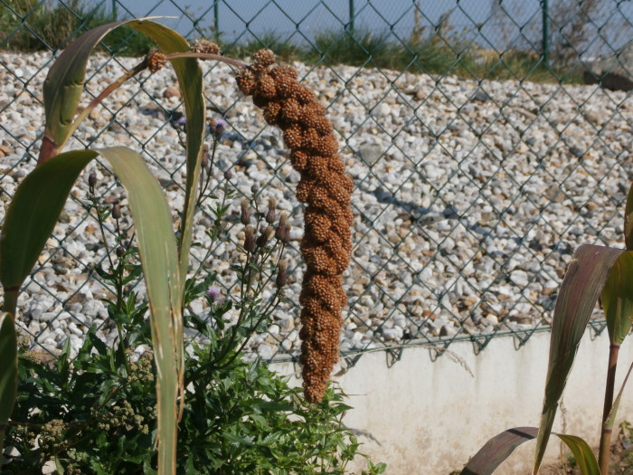 Červené senegalské proso
