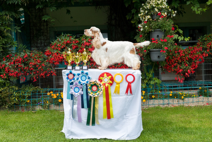 Chovatelské organizace: jak fungují a jak poznat ty důvěryhodné?