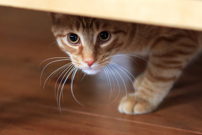 Jak poznat stres u kočky: 10 nenápadných signálů, které majitelé často přehlížejí