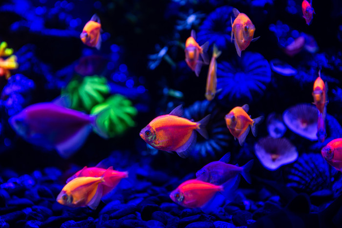 Glo fish