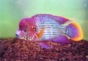 Dům moře ve Vídni