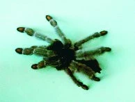 Psalmopoeus cambridgei