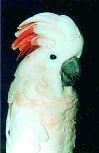 O chovu kakadu moluckého