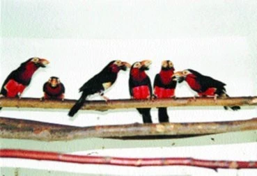 Vousáci (Capitonidae)