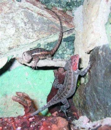 Sceloporus variabilis (Wiegmann, 1834)