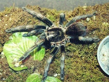 Lasiodorides polycuspulatus (Lasiodores polycuspulatus)