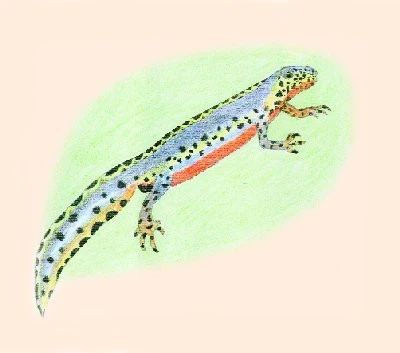 Čolek horský – Triturus alpestris