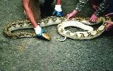 Ztráta pigmentu u adultního samce Python reticulatus v ZOO Ostrava