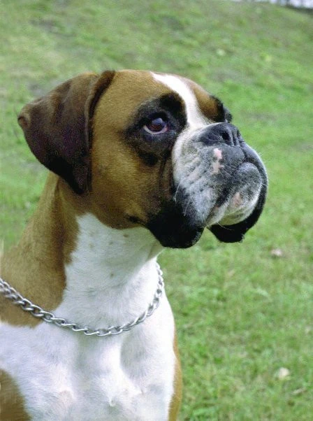 Boxer