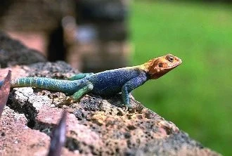 Agama agama – Agamidae