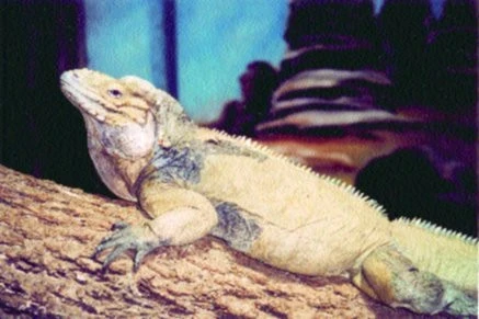 Leguán nosorohý (Cyclura cornuta)
