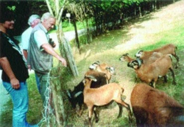 Srovnání úrovně německých a českých chovů kamerunských ovcí