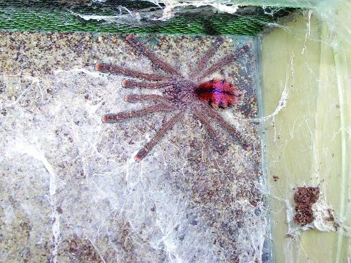 Avicularia huriana