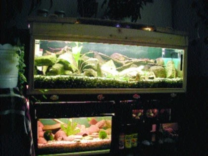 Zakládáme akvárium – část III.