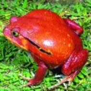 Chov obojživelníků: Rosničky - 2.díl