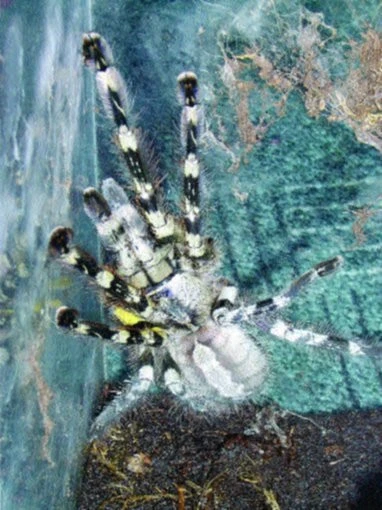 Poecilotheria regalis