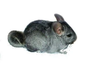 Činčila vlnatá