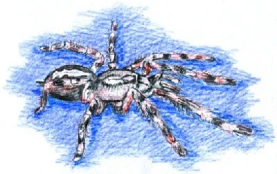 Poecilotheria fasciata