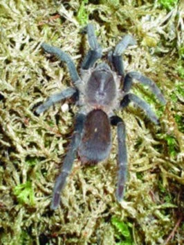 Hysterocrates gigas