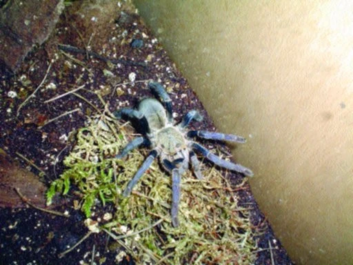 Haplopelma lividum