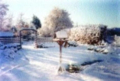 Krmení ptáků v zimě